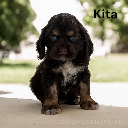 puppy, for, sale, Cocker Spaniel, Joe & Cherri  Overlease, dog, breeder, Miller, MO, dog-breeder, puppy-for-sale, forsale, nearby, find, puppyfind, locator, puppylocator, aca